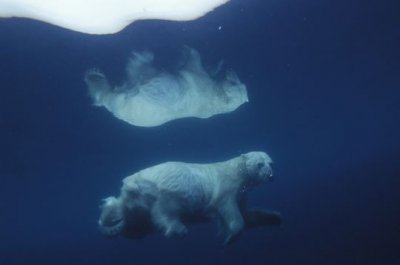 cet ours na ge dans l’eau froide et la glace se transforme en miroir